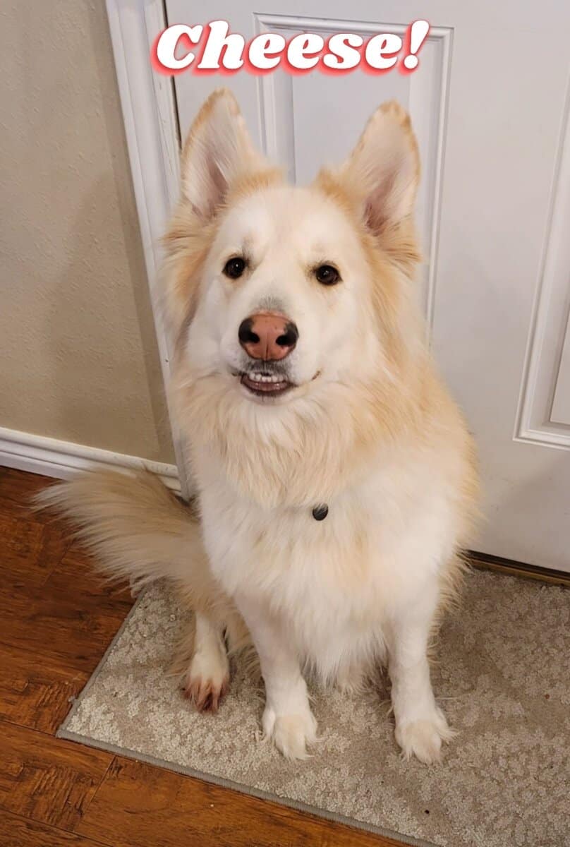 Sweet boy looking for a home! image 5