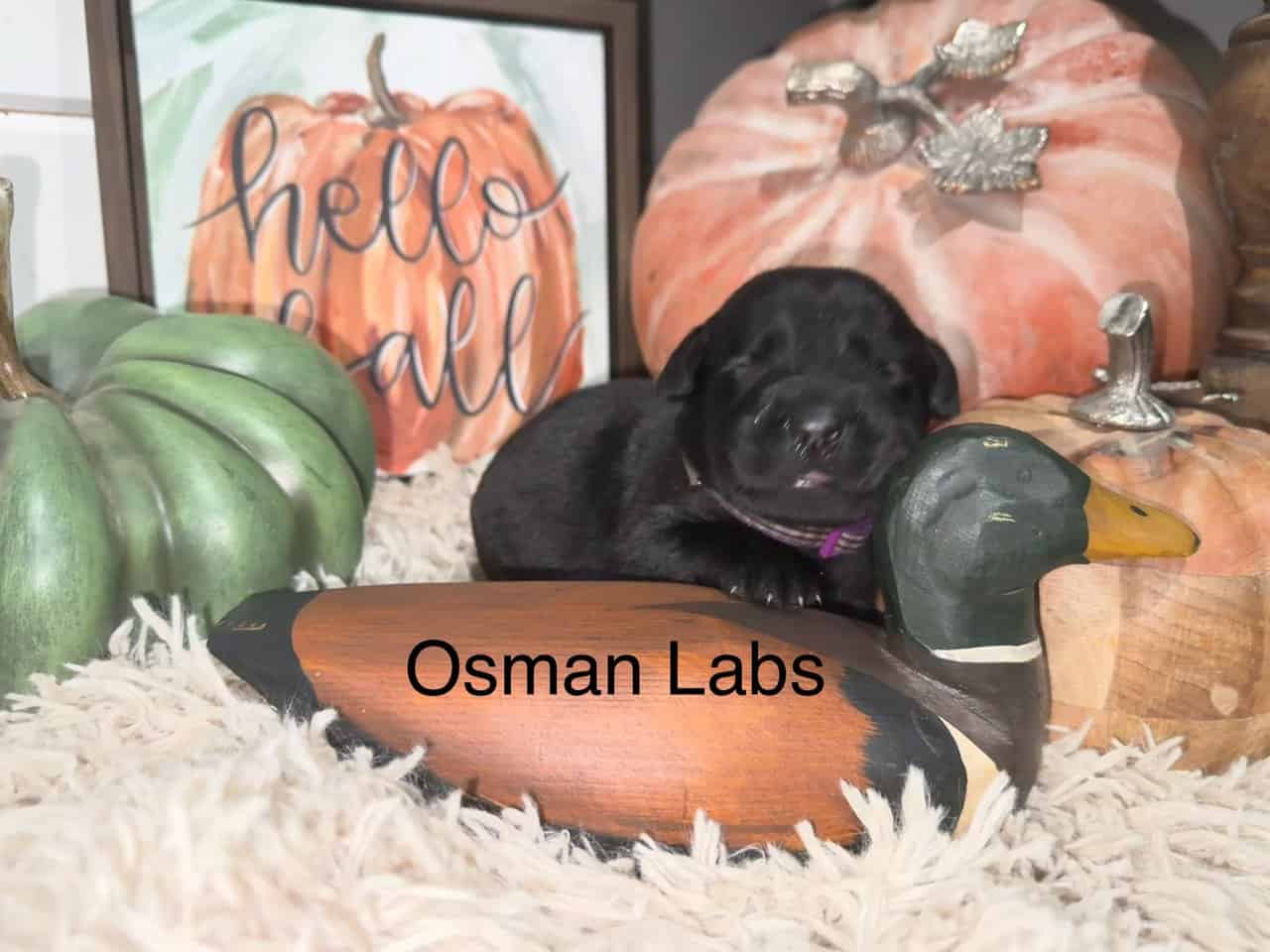 Black lab puppies available November 13th image 4