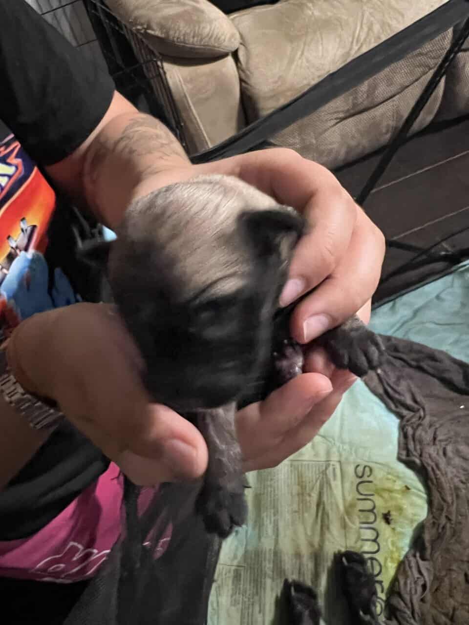Legacy AKC English Mastiff Puppies—Brindle & Tan image 3
