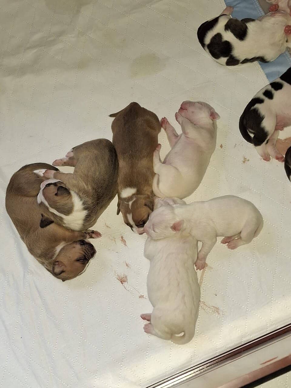 Pitbull Puppies image 4