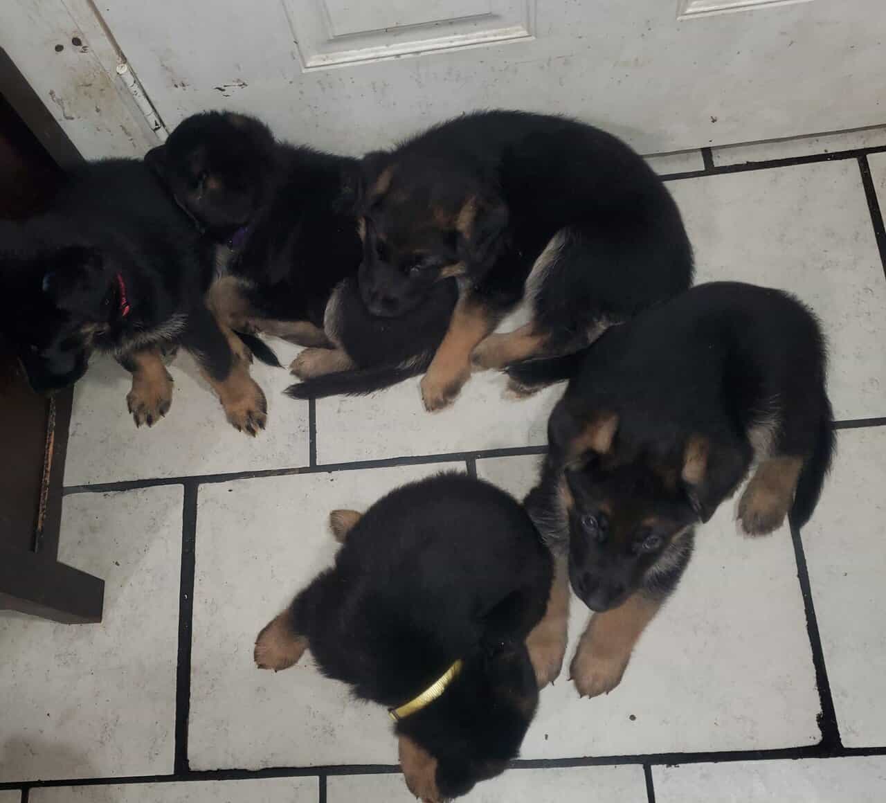 GERMAN SHEPHER PUPPIES image 8