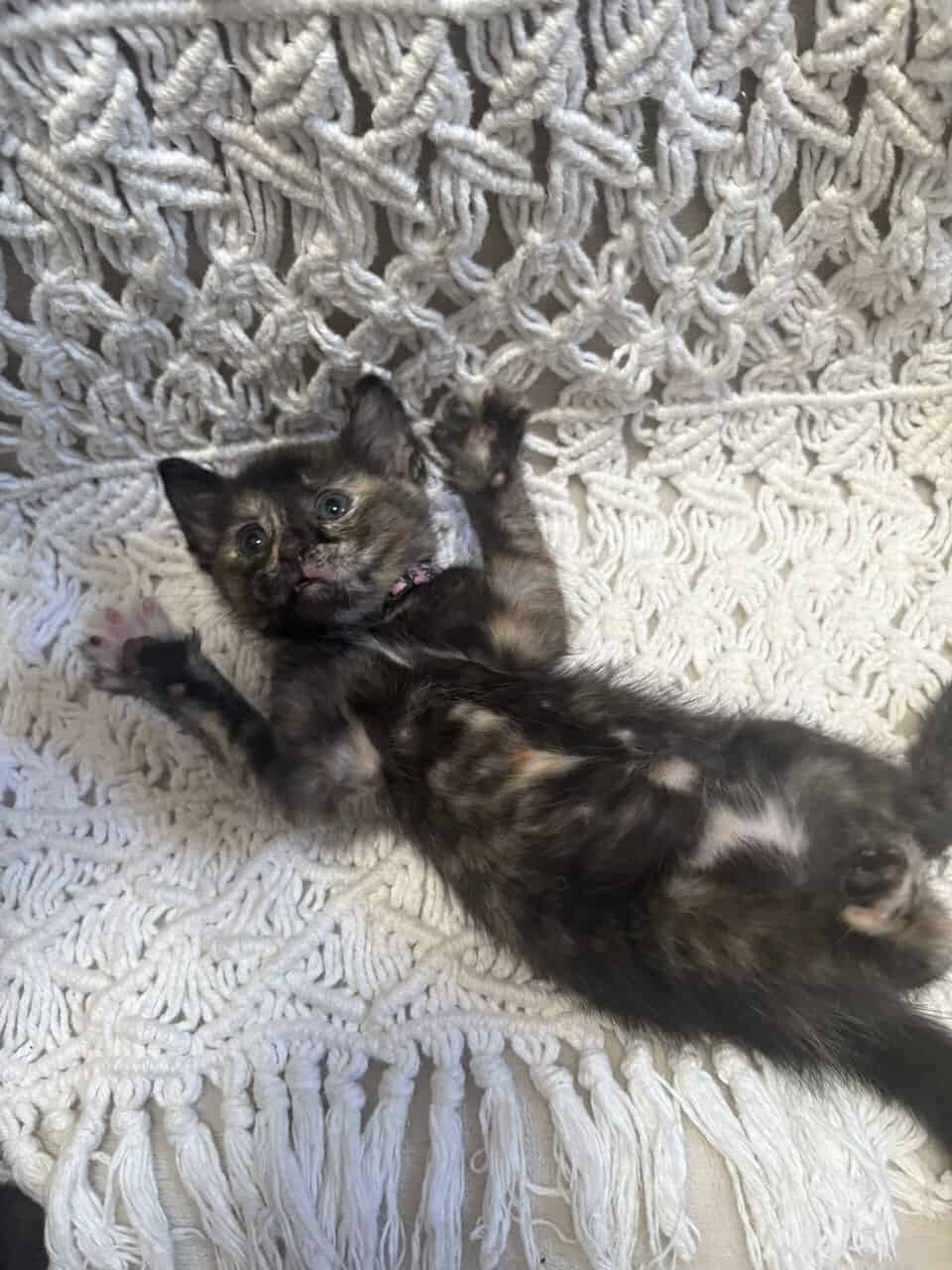 Kittens! image 4