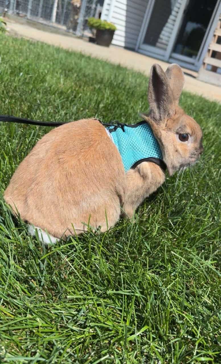 5yr old male bunny image 2