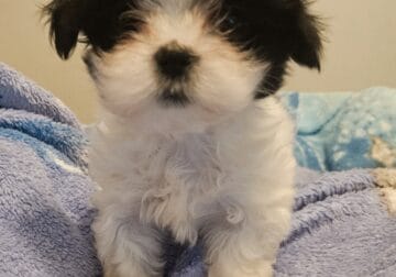 Shih tzu/ Malshi mix