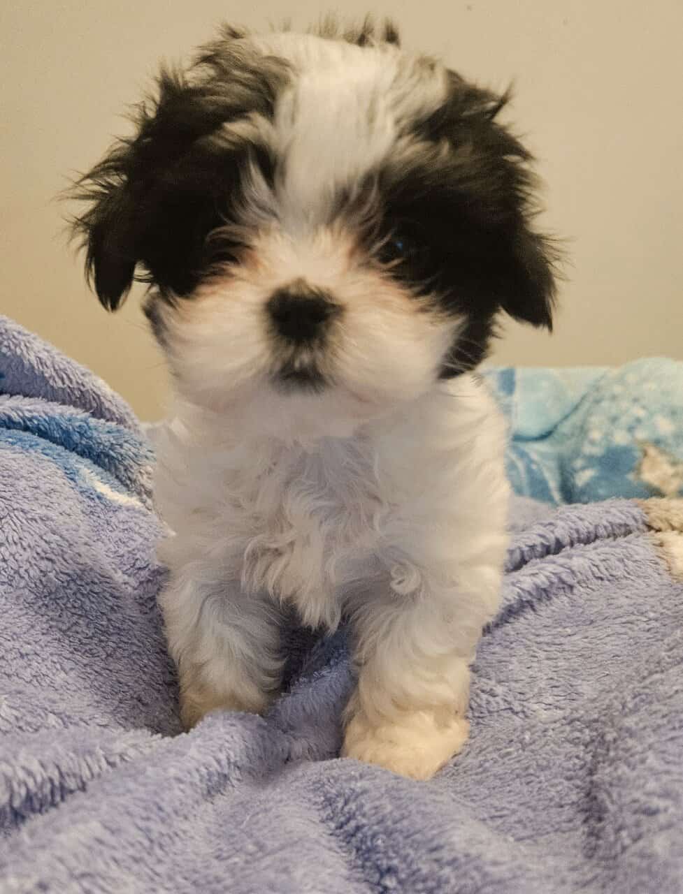 Shih tzu/ Malshi mix image 1