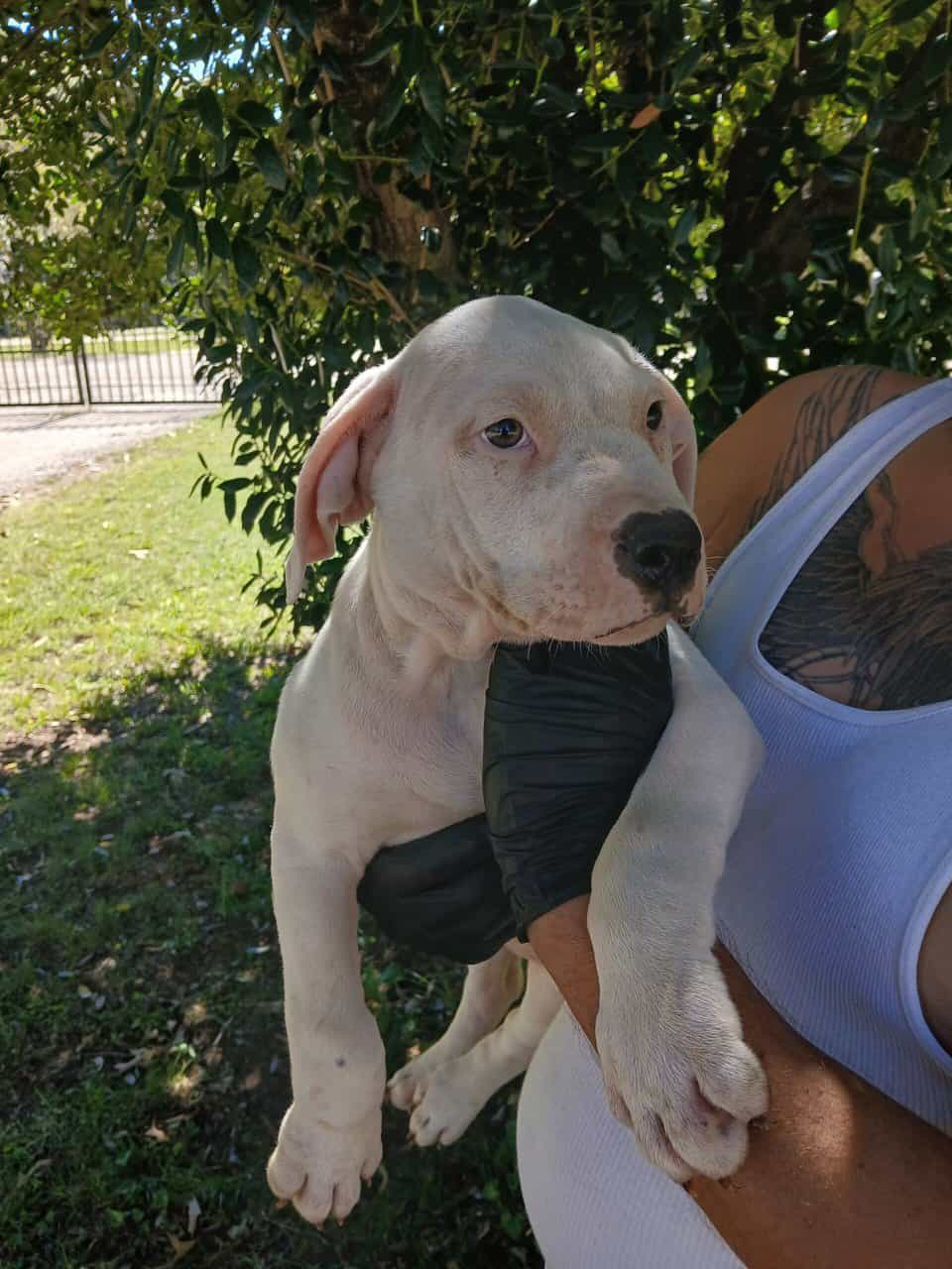 Thor, American Pit Bull Terrier Puppy image 2
