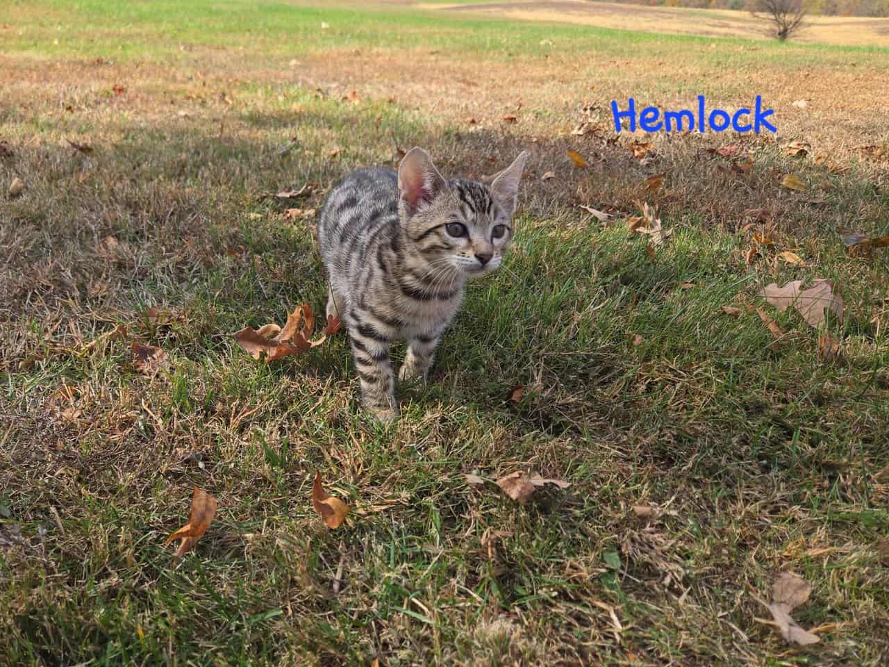 Hemlock image 2
