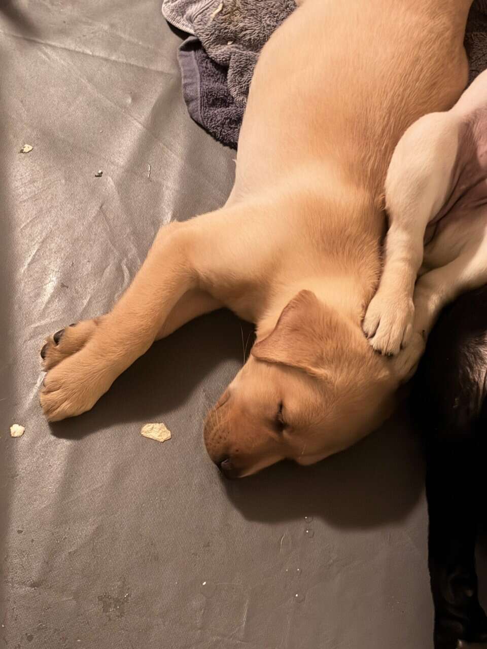 Labrador puppies image 4