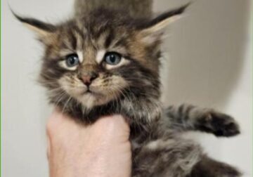 Maine coon kittens