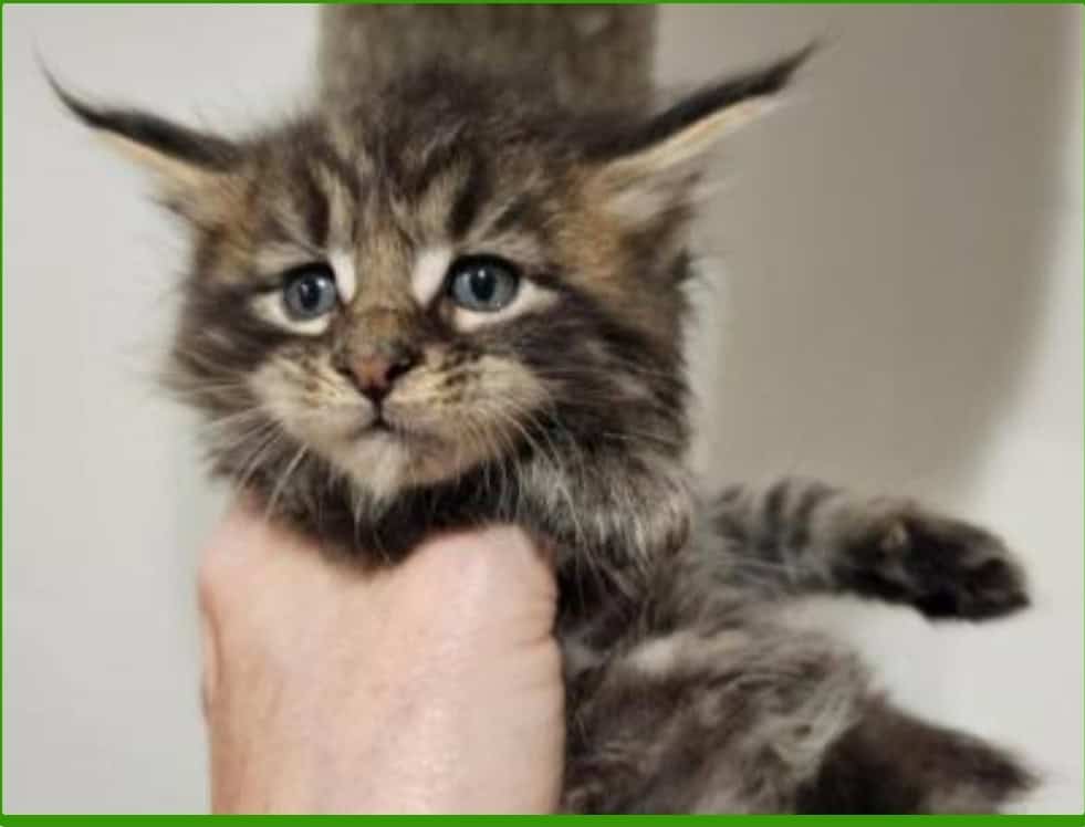 Maine coon kittens image 1