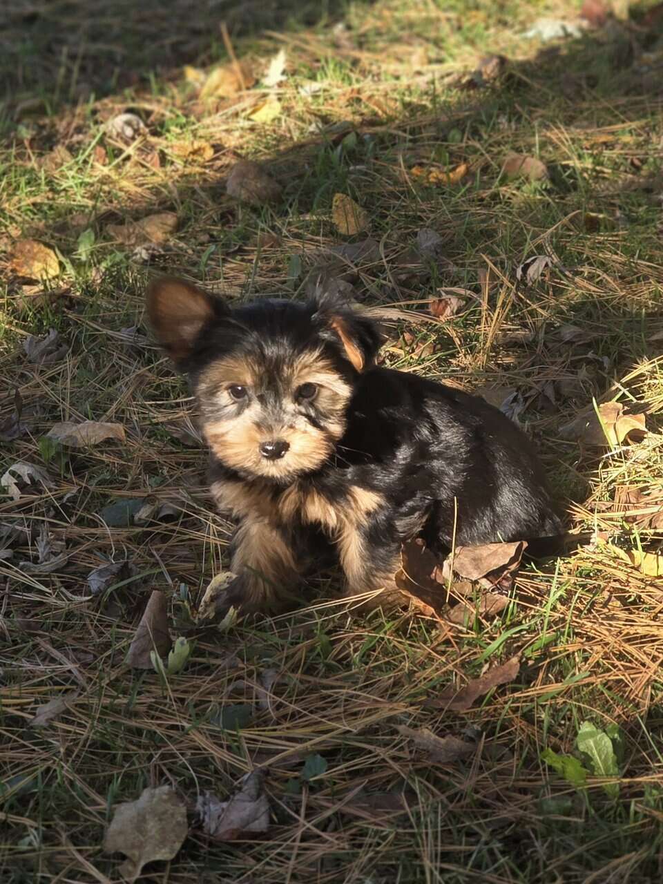 Yorkshire Terrier puppies for sale in Michigan image 3