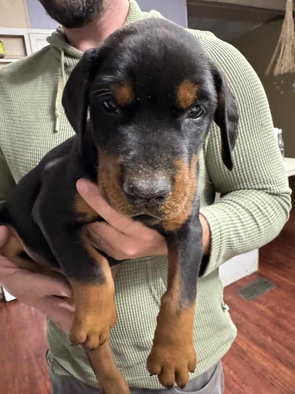 AKC Dobermans image 2