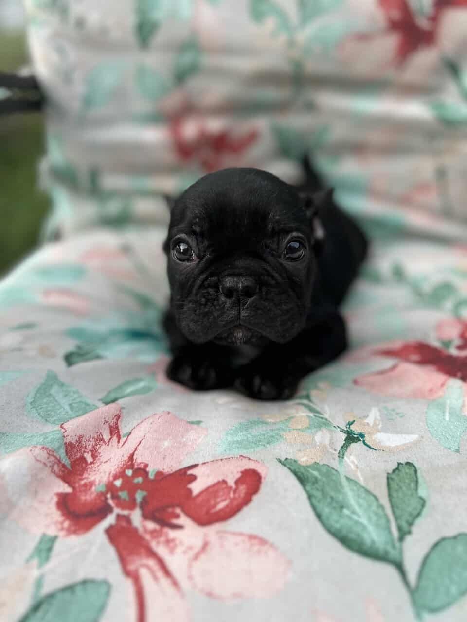 Blue French bulldog puppies image 7