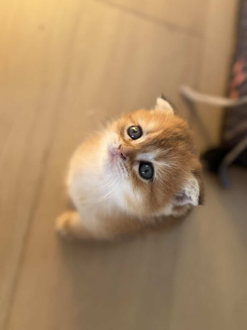 Scottish fold image 2