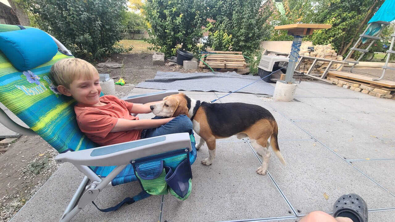 Rehome Sweet Beagle (purebread male intact) image 16