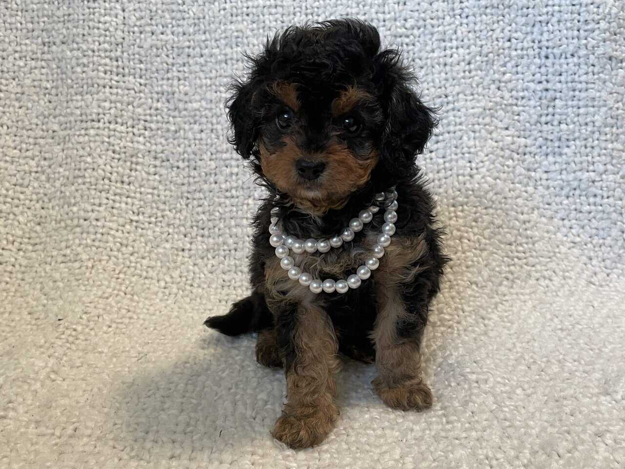 Cavapoo puppies image 12