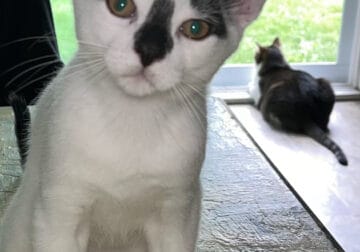 5 month old kittens need a good home