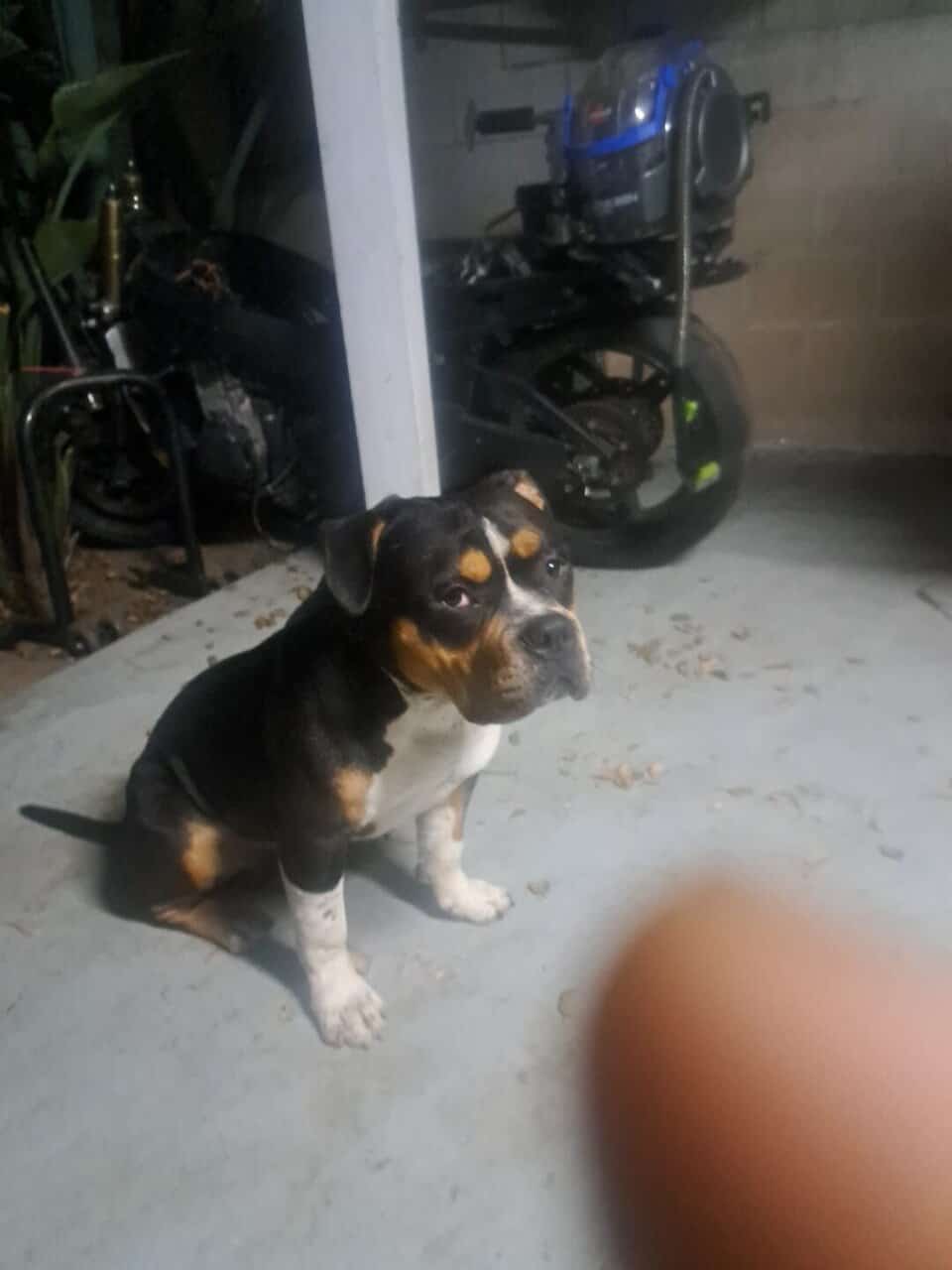 POCKET BULLY MALE 10MNTHS image 2