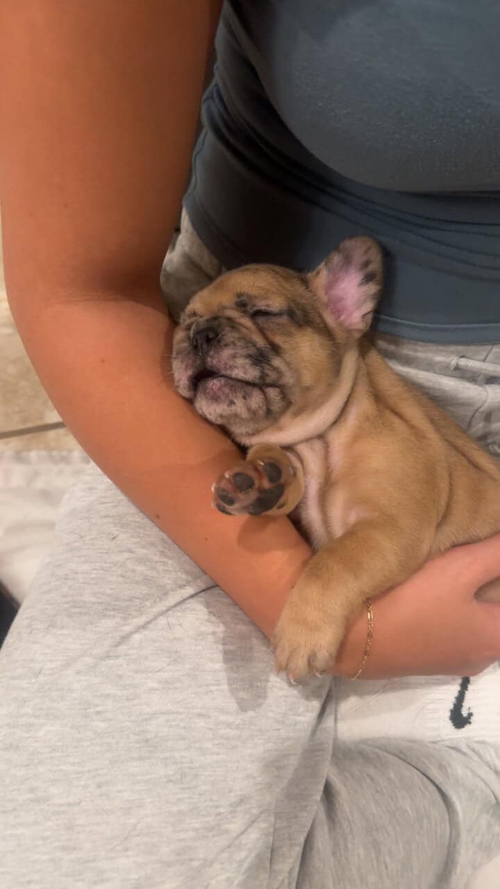 Frenchie image 12