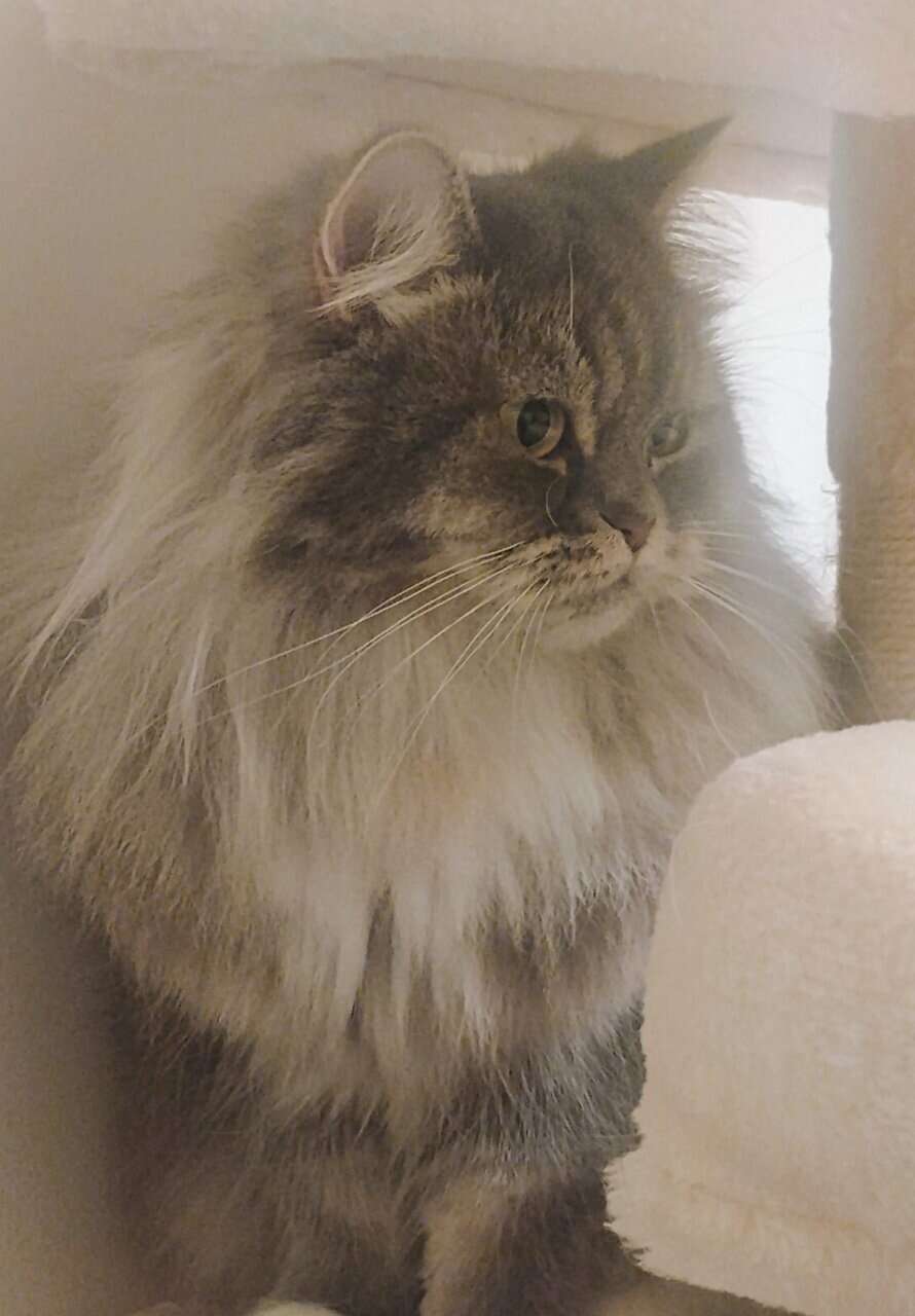 Female Persian mixed grey and white image 3