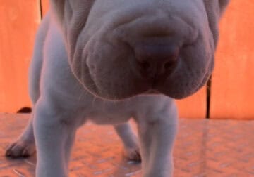 Cream sharpei puppy