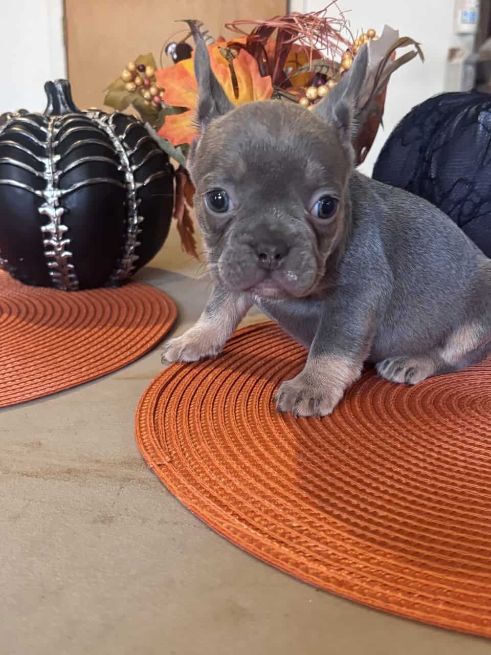 Beautiful colors on these French Bulldog Pups image 1