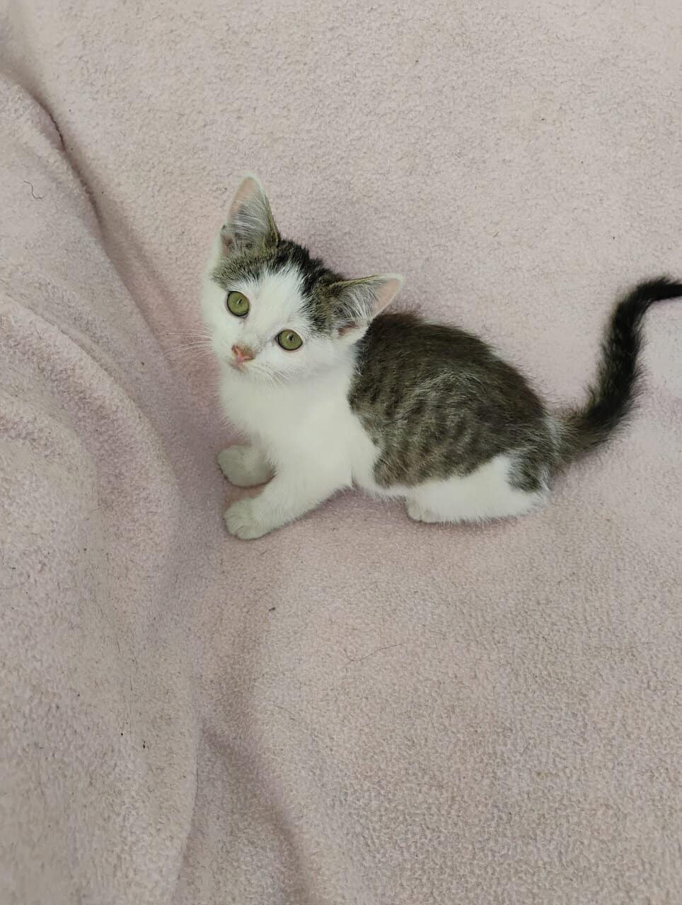 Kittens image 11