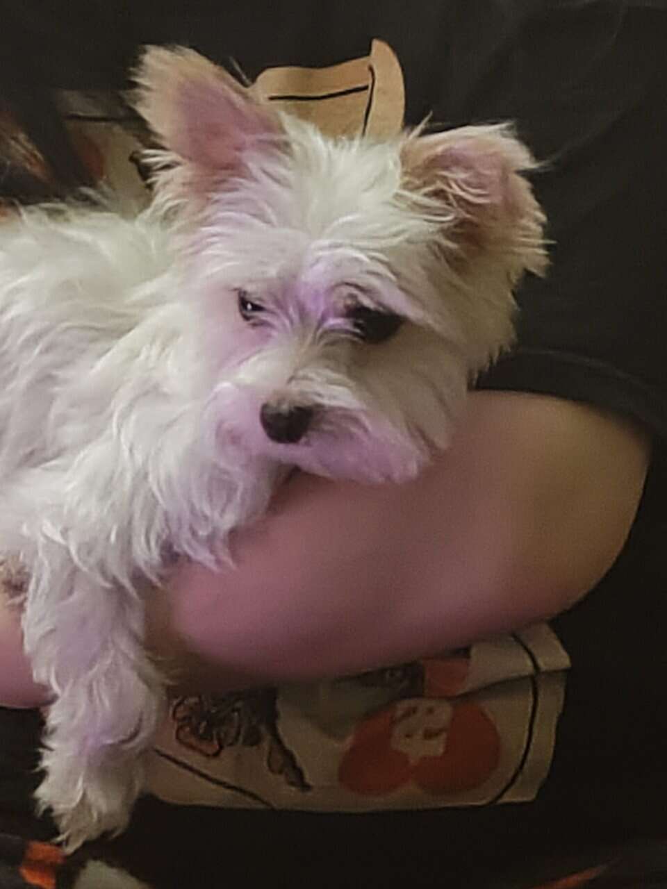 Puppy for sale image 1