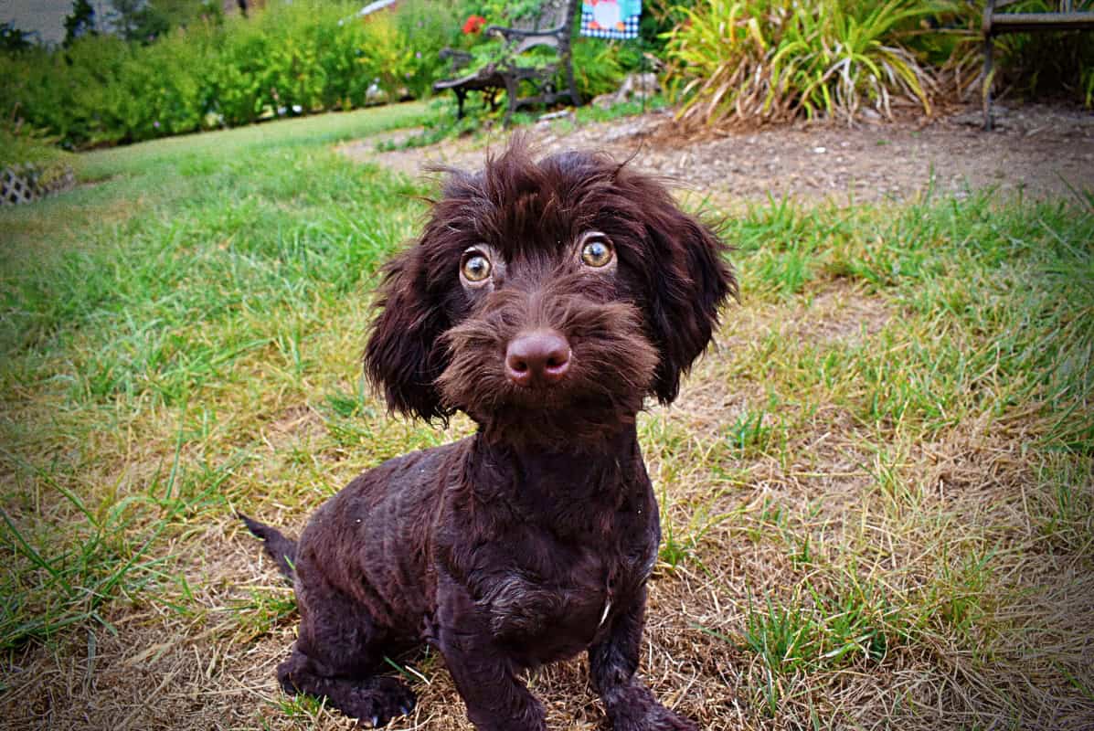 Chocolate Havapoo puppy image 2
