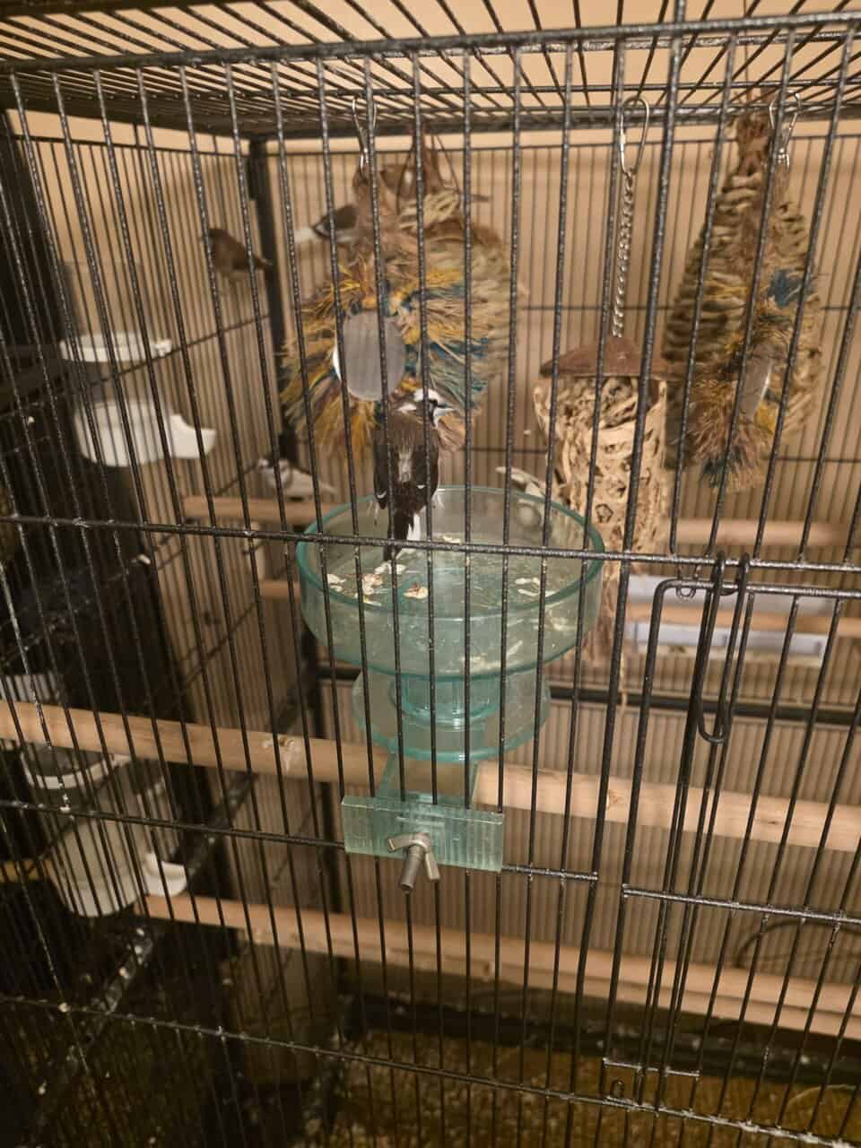 13 hand raised and bred society finches for sale image 5