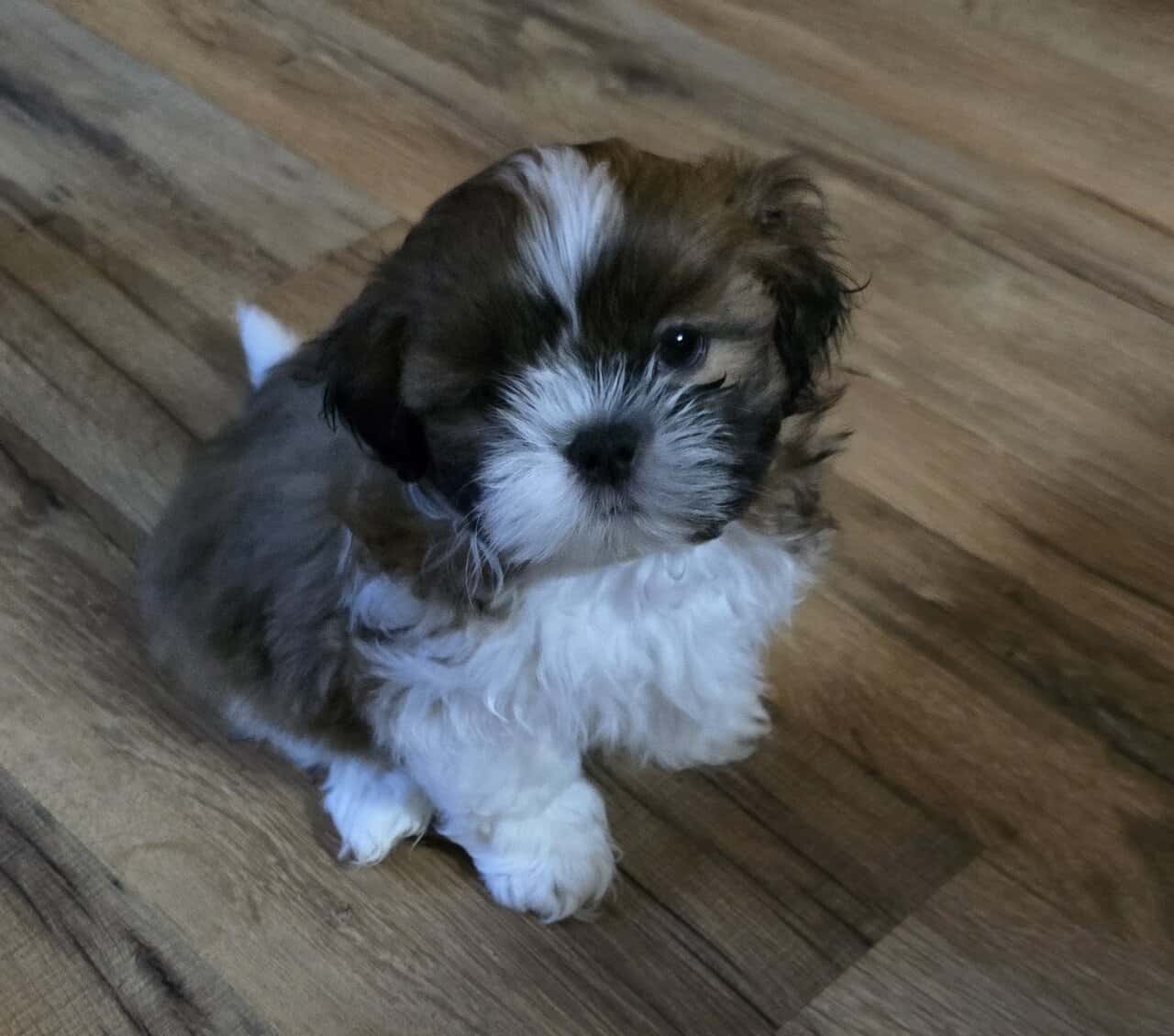 Shih tzu puppies available image 1