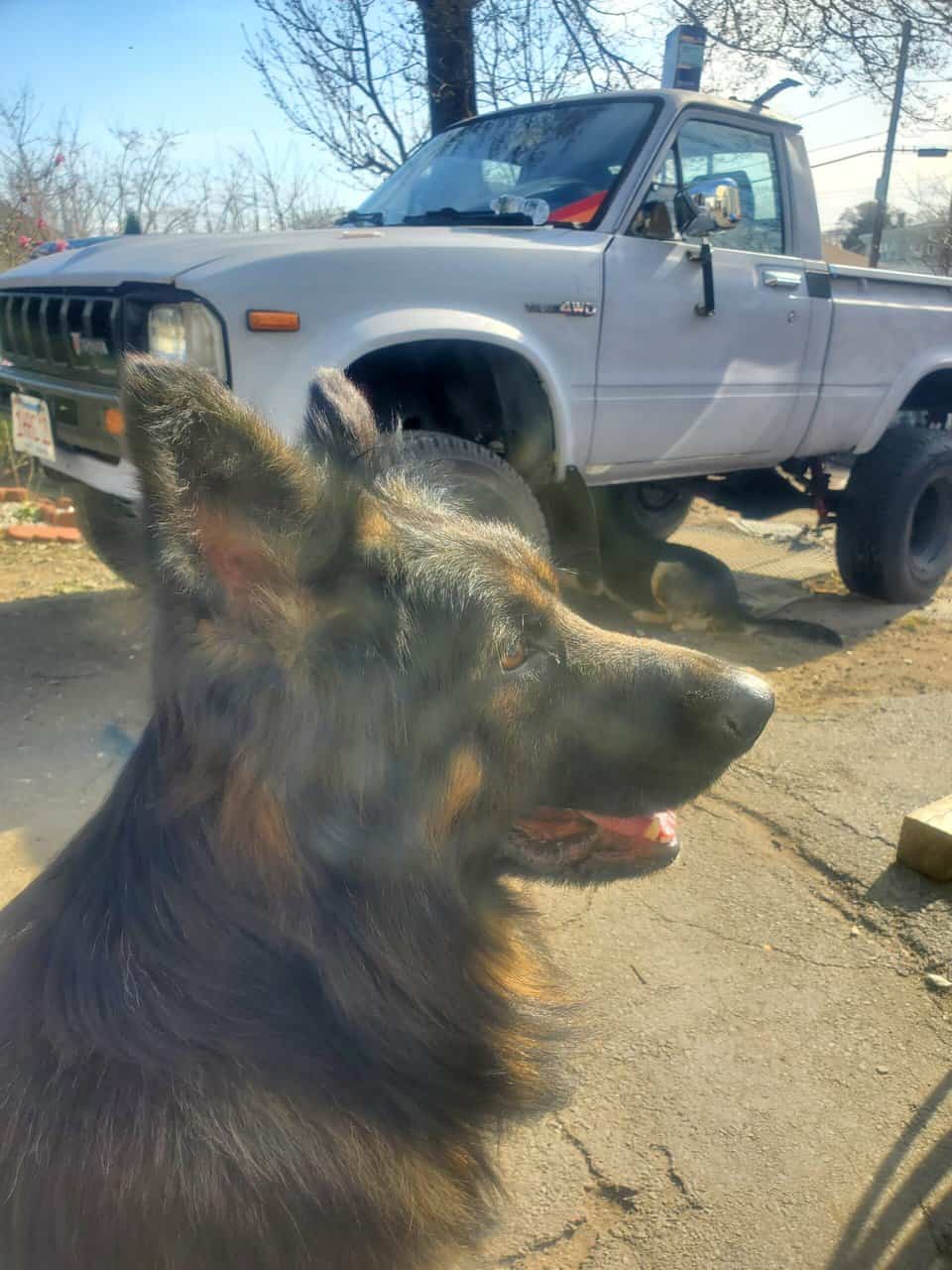 GERMAN SHEPHER PUPPIES image 2
