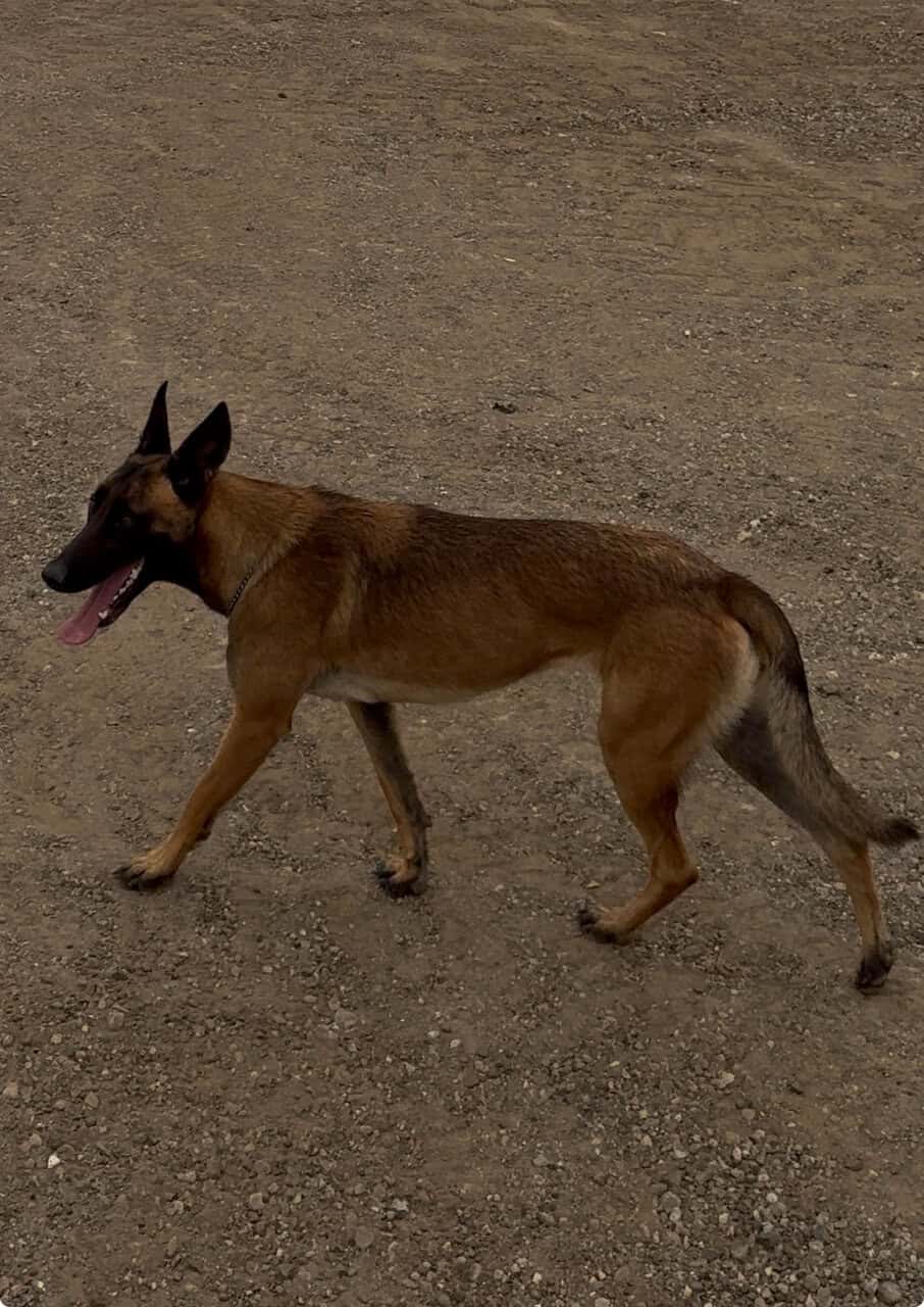 German shepherd Belgian malinois puppies for sale image 11