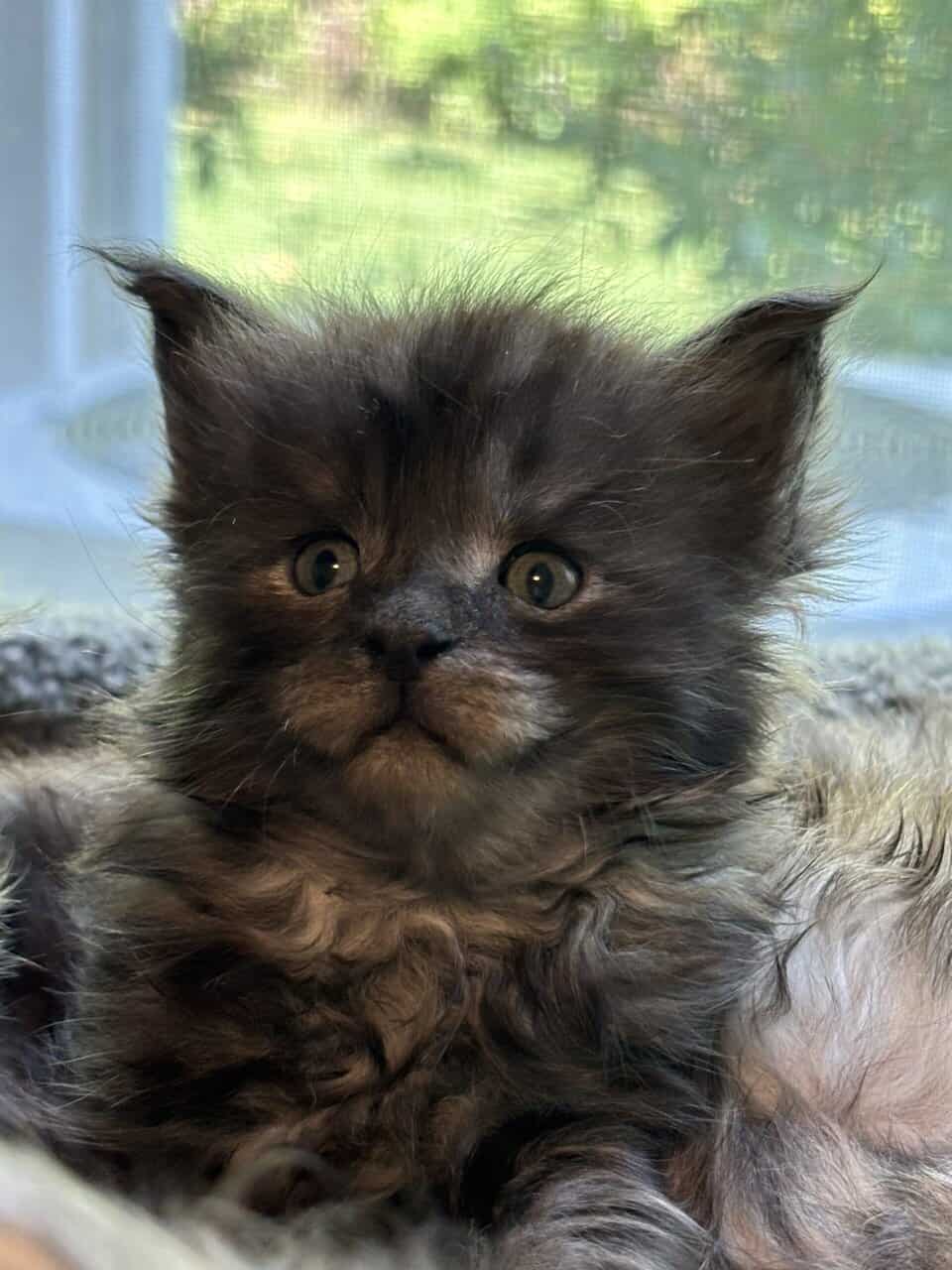 TICA registered Maine coon kittens image 7