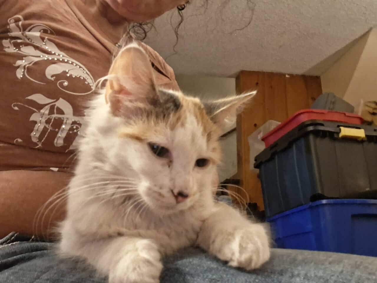 12 wk female calico fixed,vaccinated, dewormed,def image 6