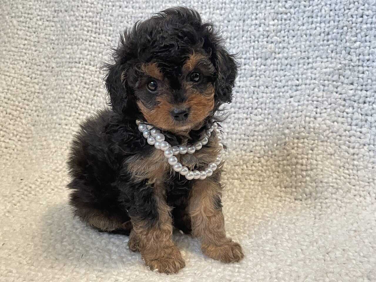 Cavapoo puppies image 9