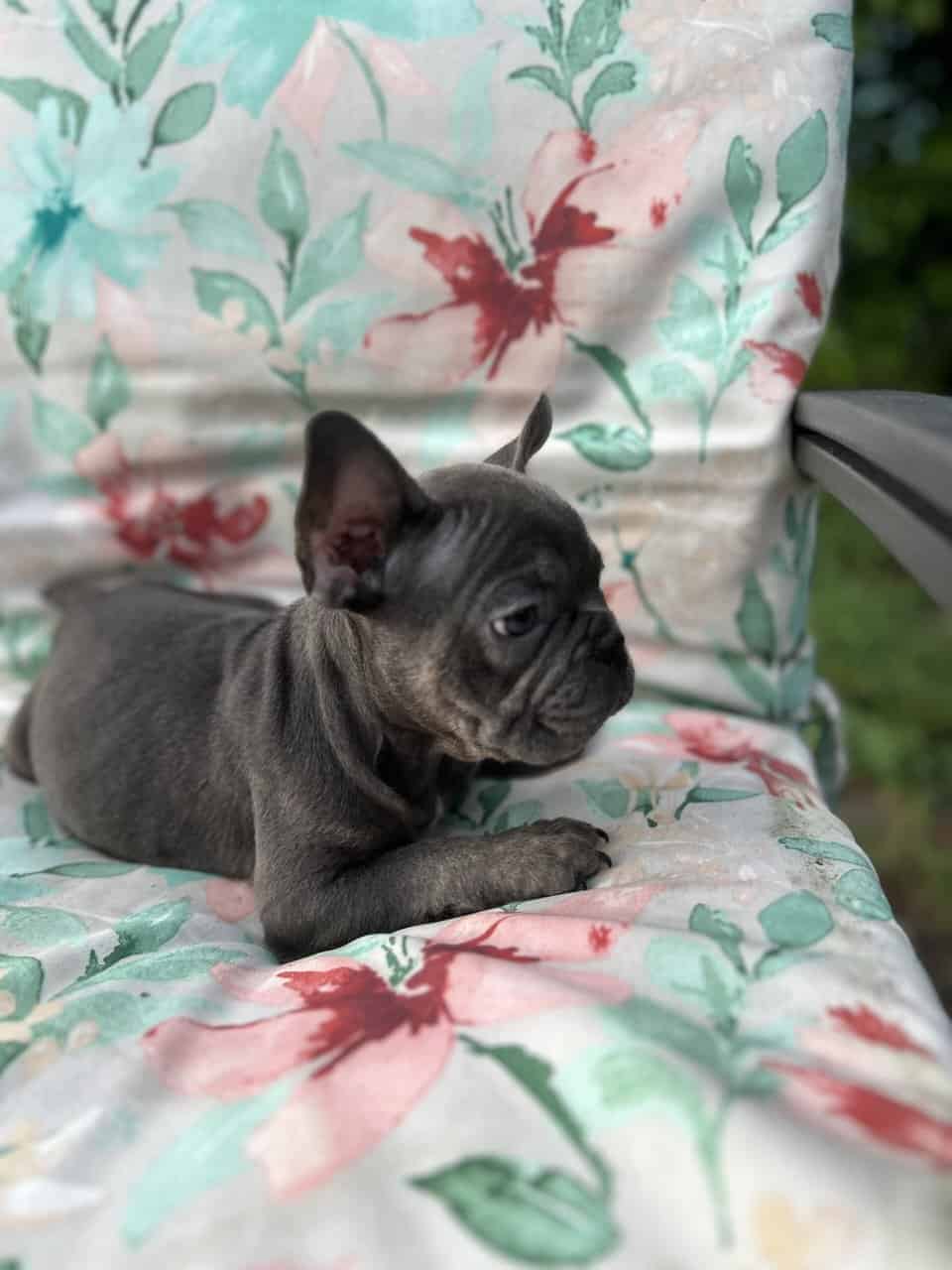 Blue French bulldog puppies image 5