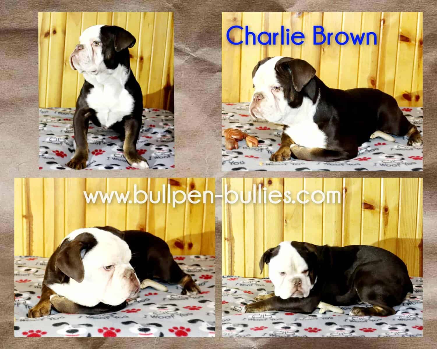 Charlie Brown male Olde English Bulldogge image 5