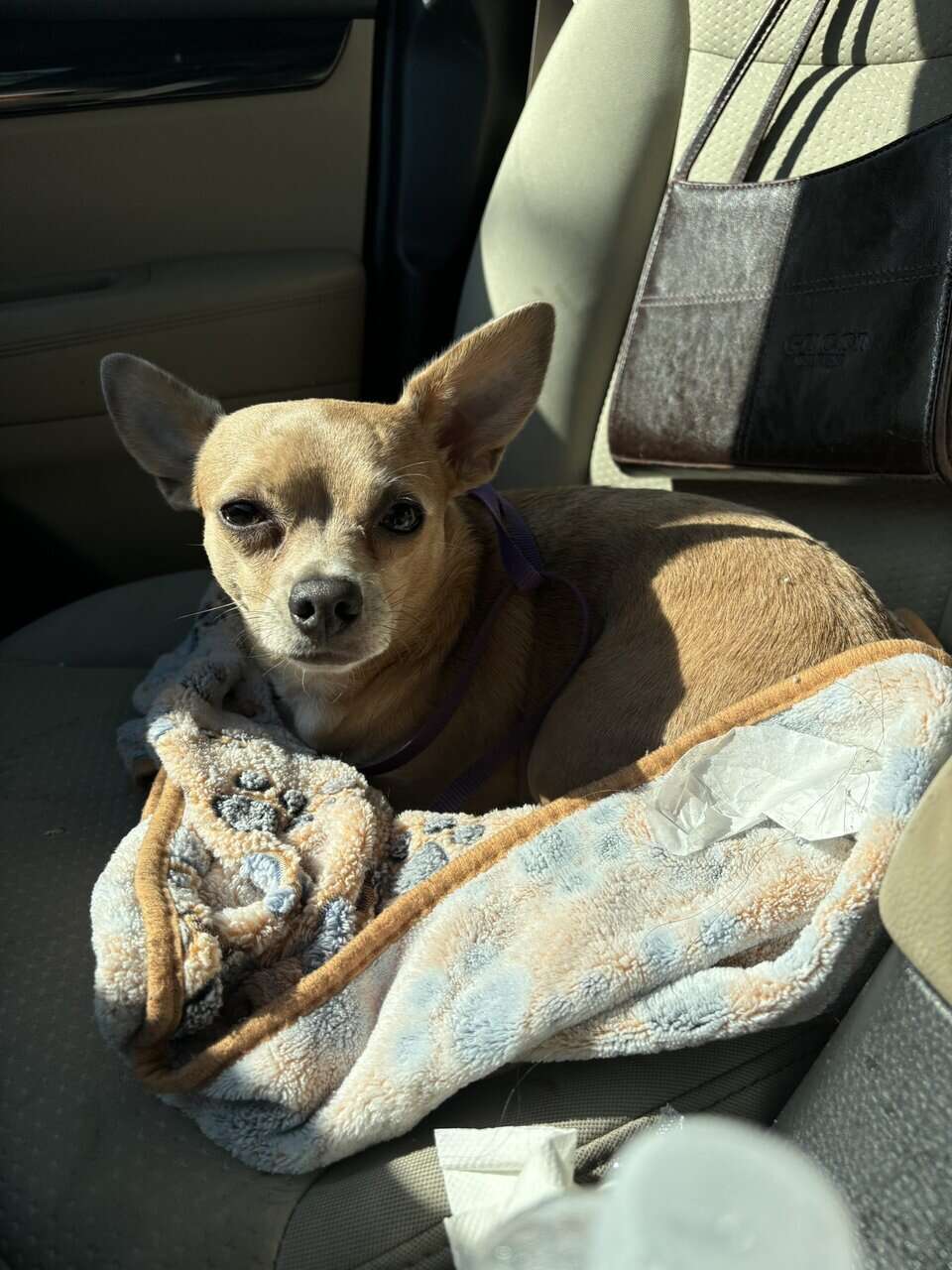 Chihuahua for sale image 2