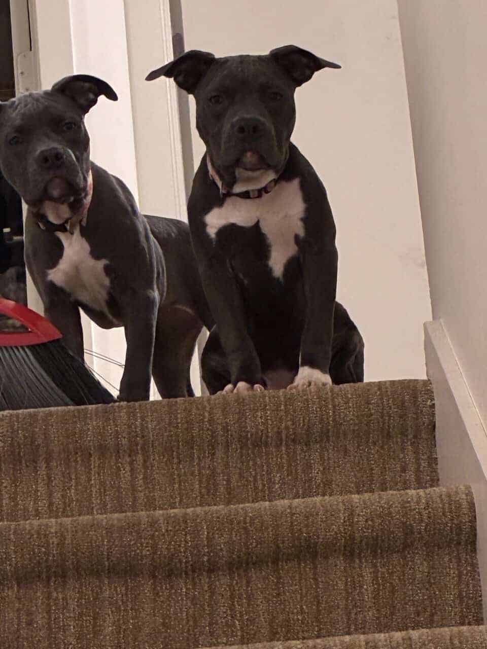 Xl bully female image 12