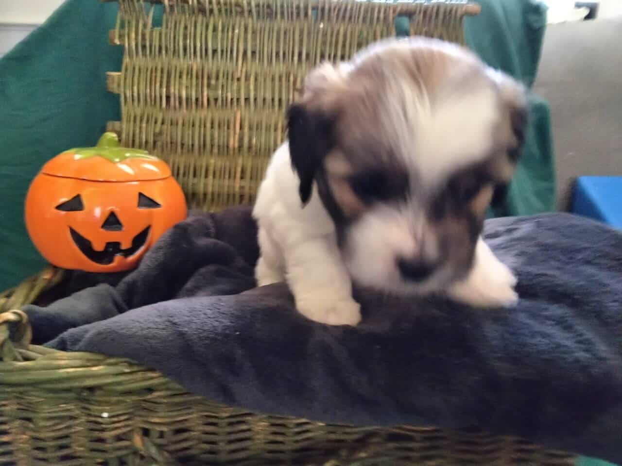 Shih Tzu Puppies image 5