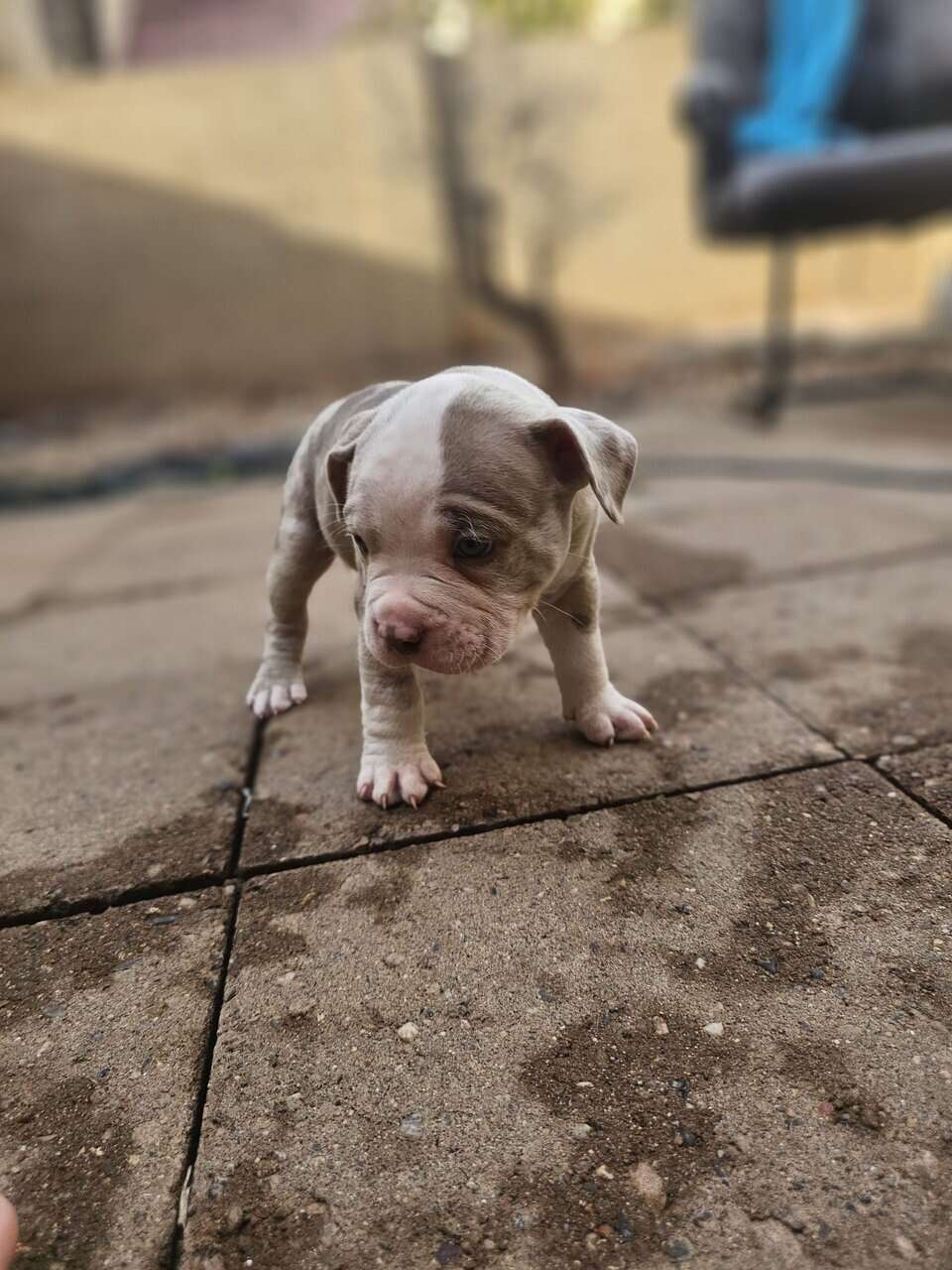 Tri merle French Bulldog/American bulldog image 10
