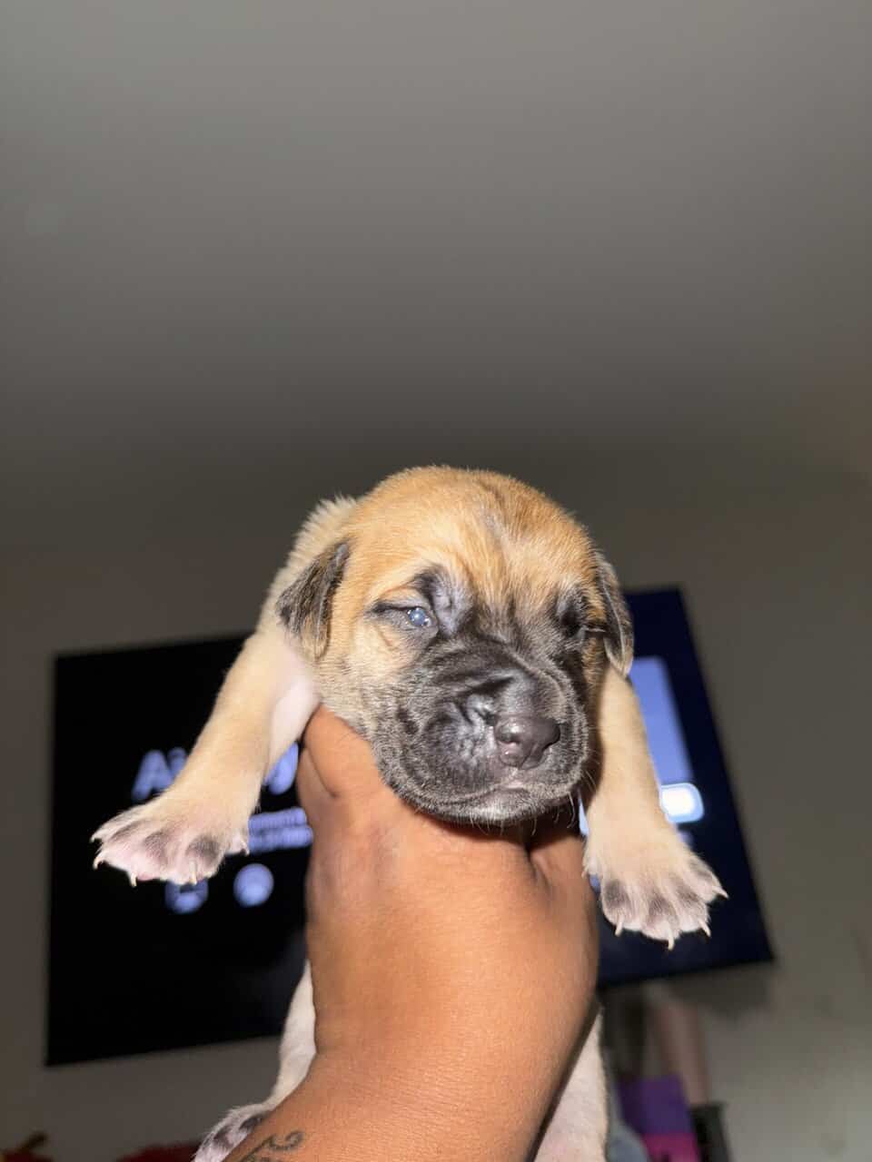 Puppies looking for new home (Males) image 15