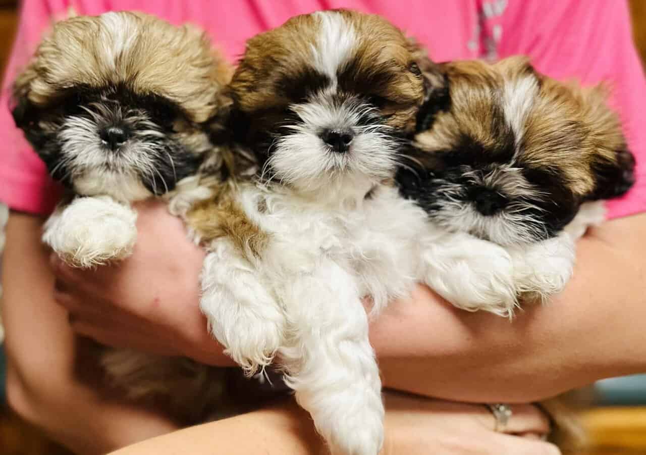Shih tzu puppies available image 4