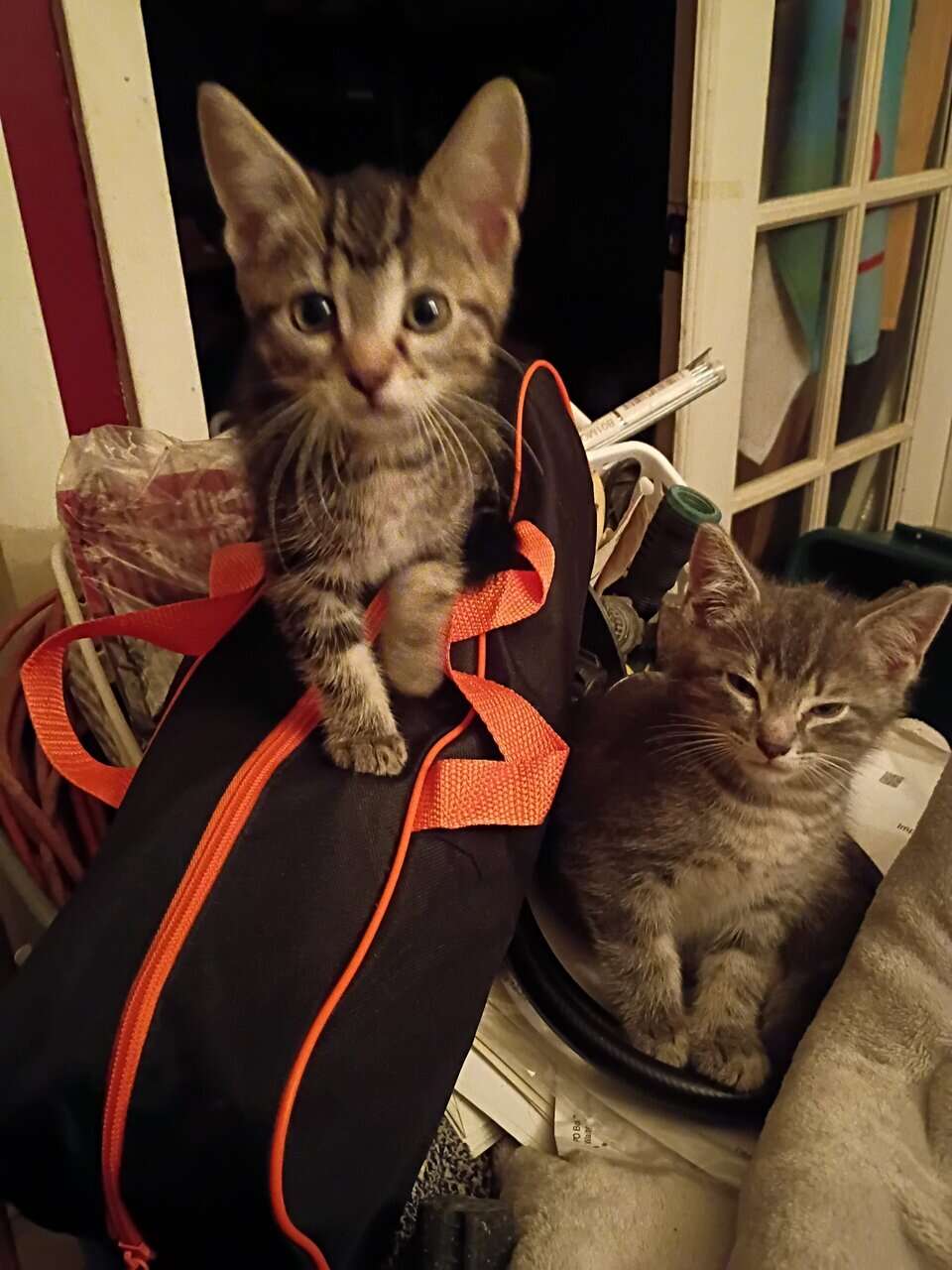 Tabby cat kittens image 1