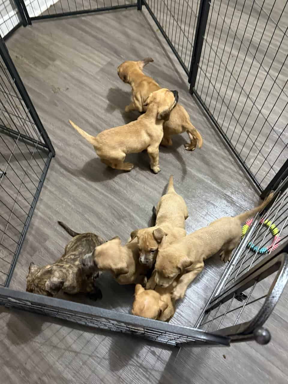 Puppies looking for new home (Males) image 1
