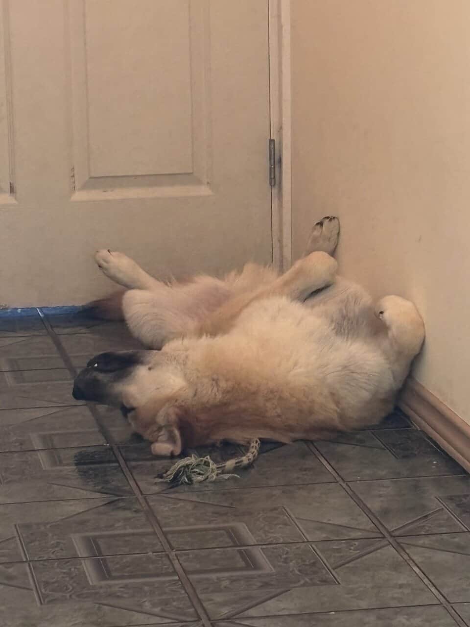 Looking for Furever home image 2
