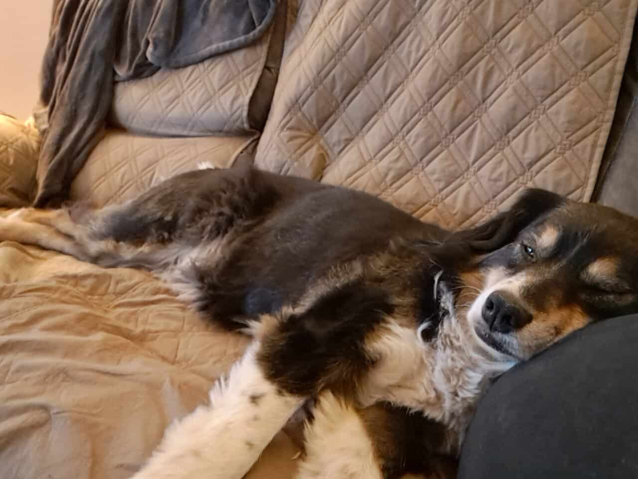 Rehoming purebred Australian Shepherd (Stayton OR) image 1