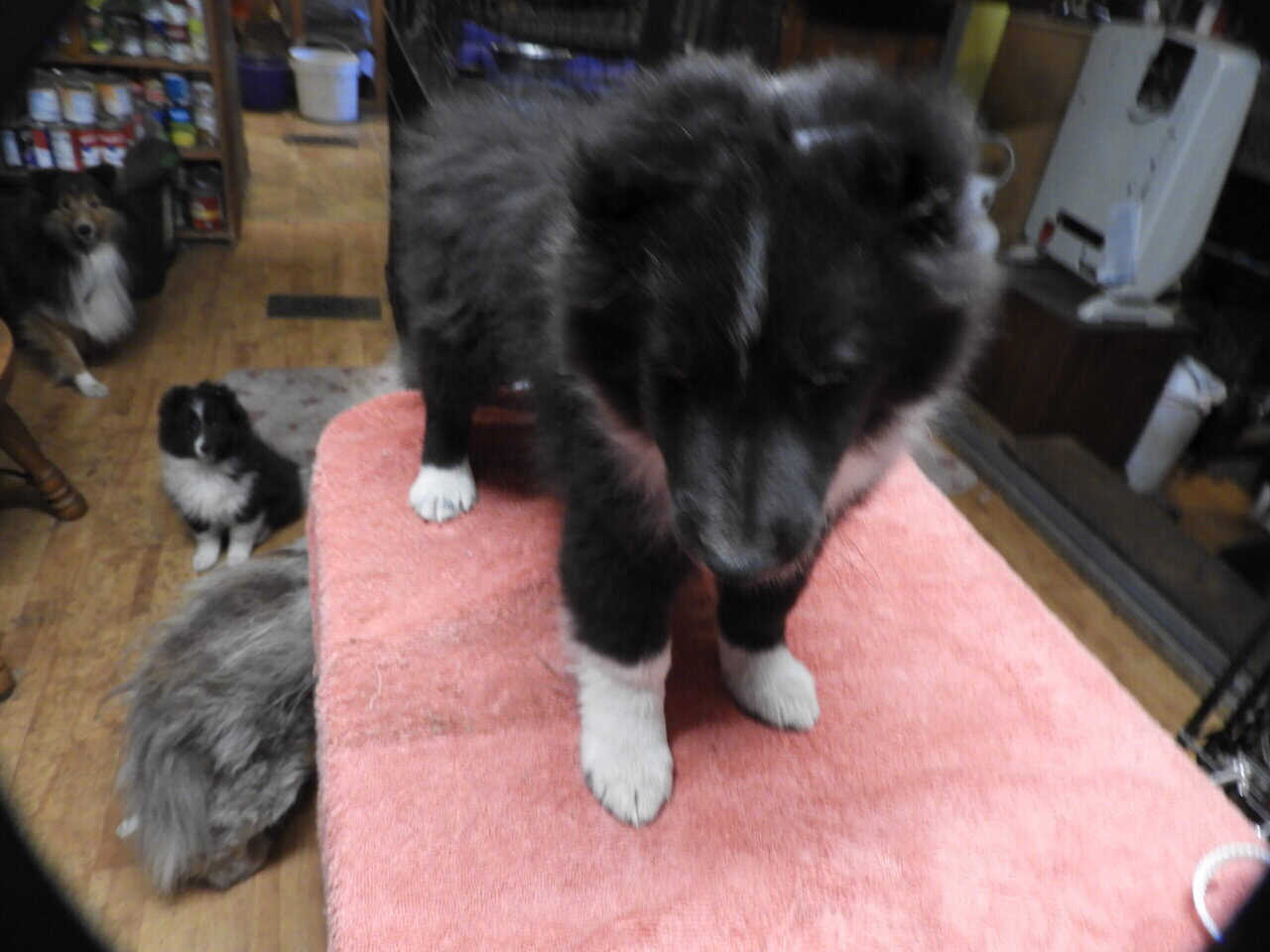 AKC registered Sheltie puppies image 3