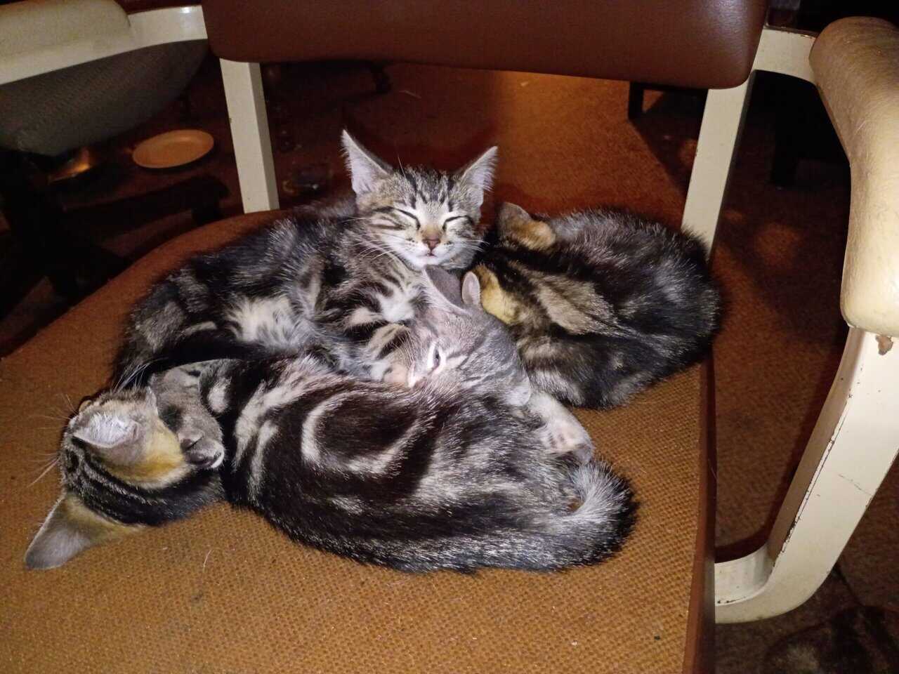 Tabby cat kittens image 4